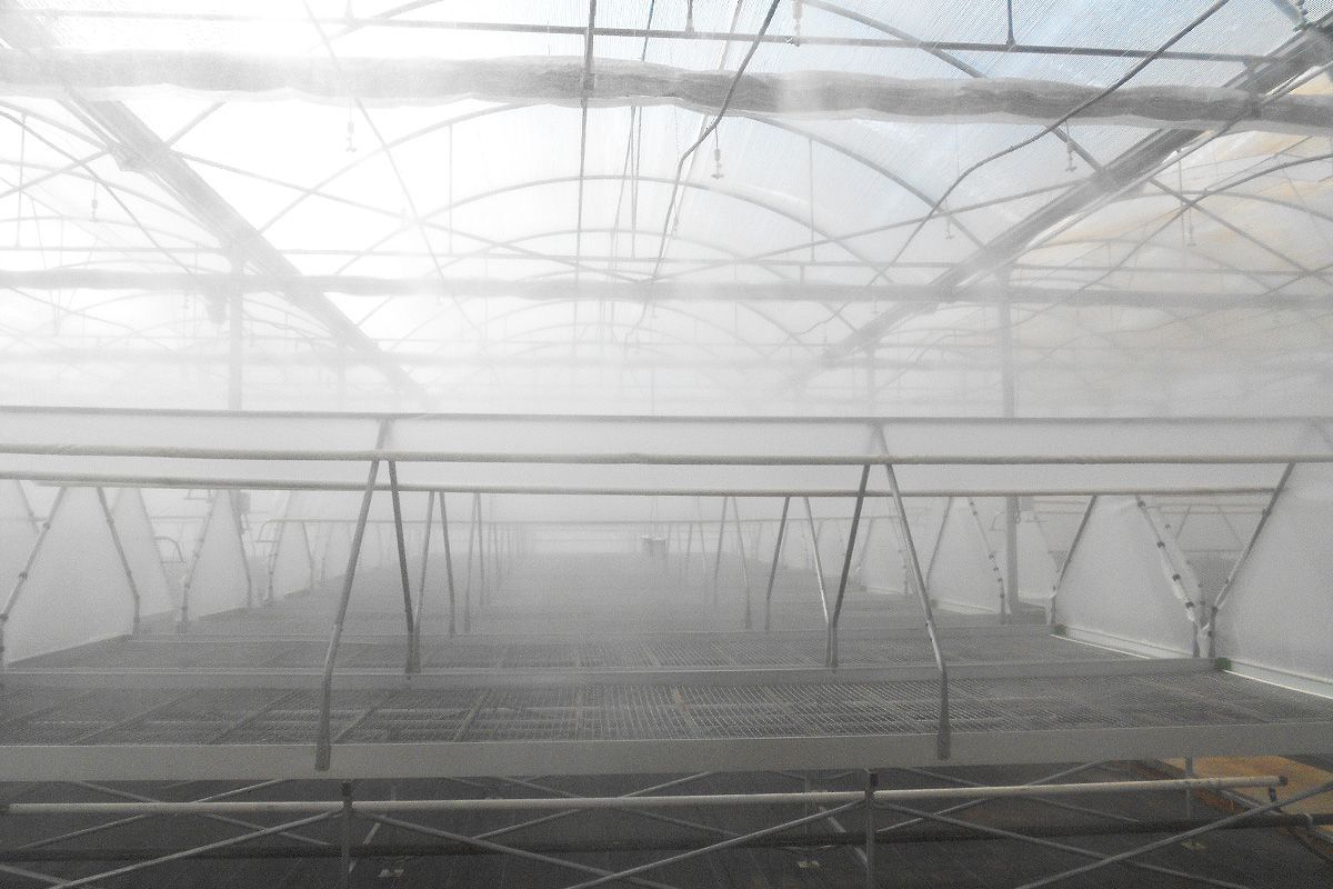 Fog system for greenhouses