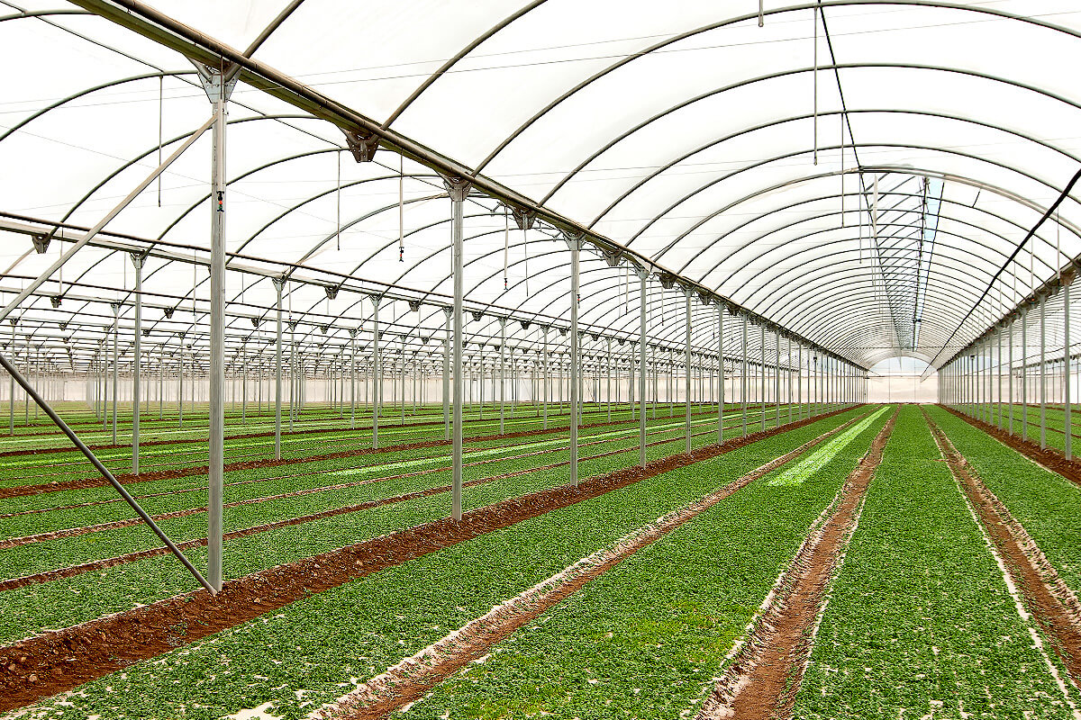 Cultivation of fresh-cut lettuces