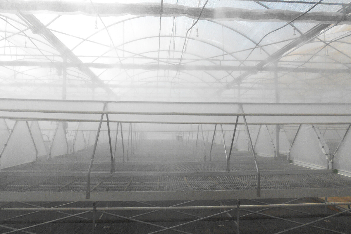 Greenhouse for tomato plants