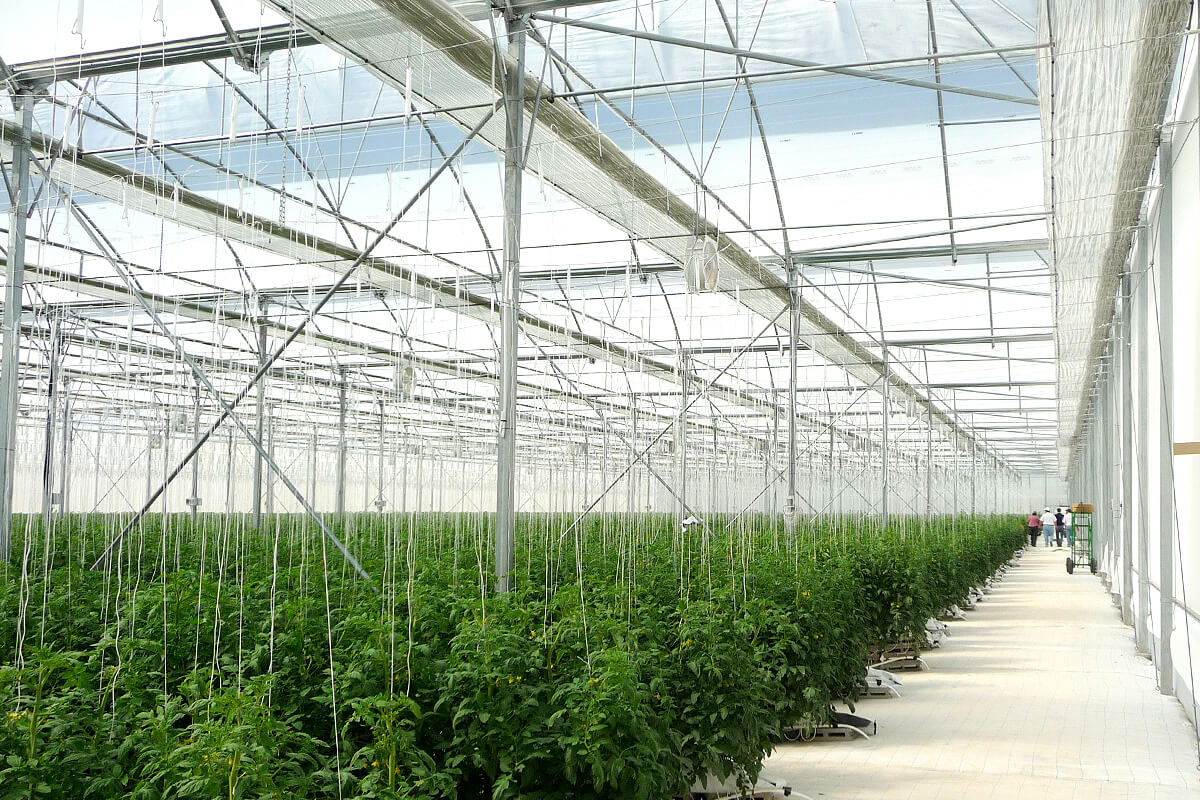 Screens for greenhouses