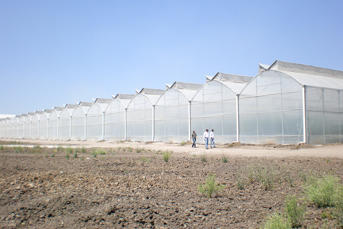 gothic multispan greenhouse
