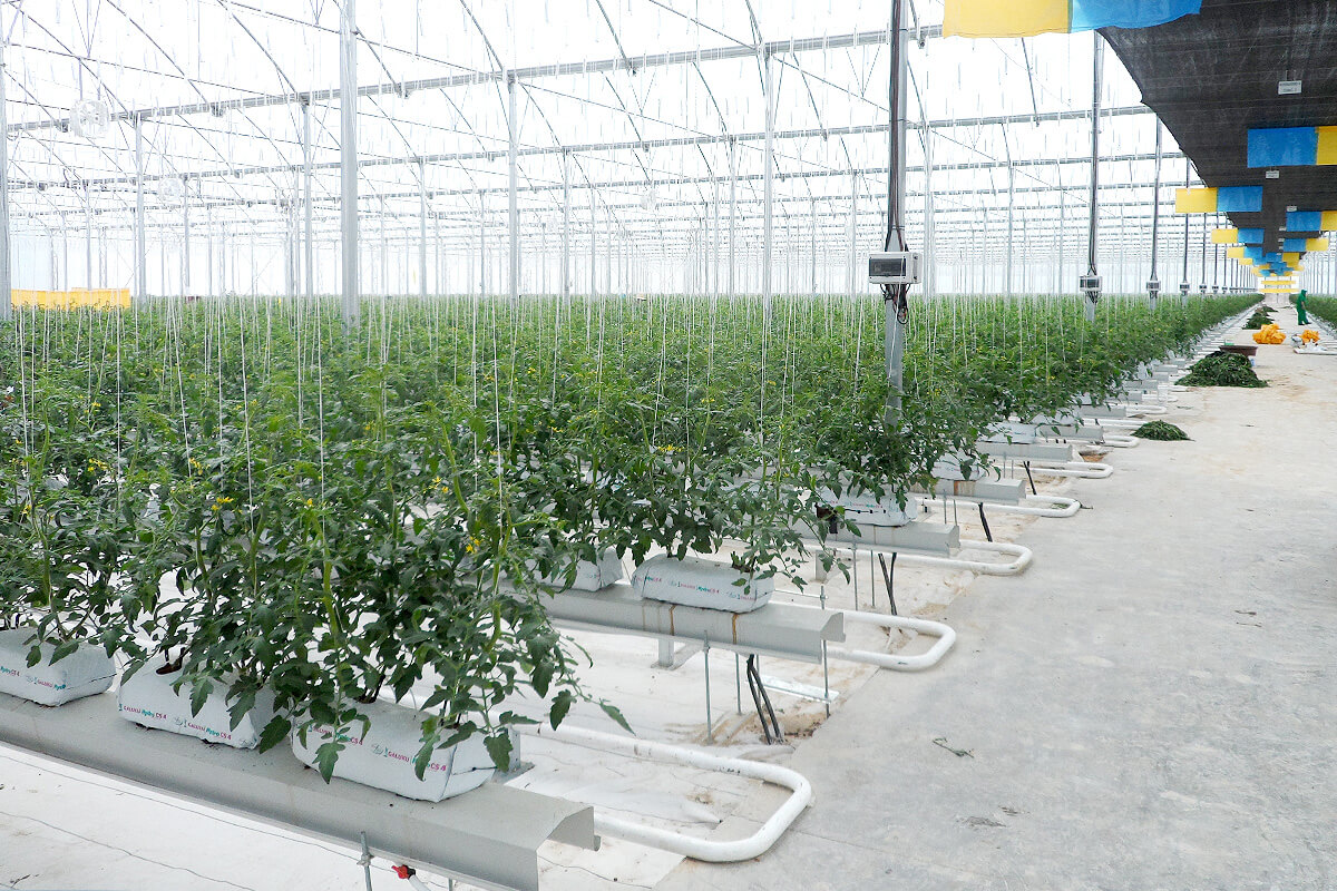 Hydroponic cultivation of tomato plants